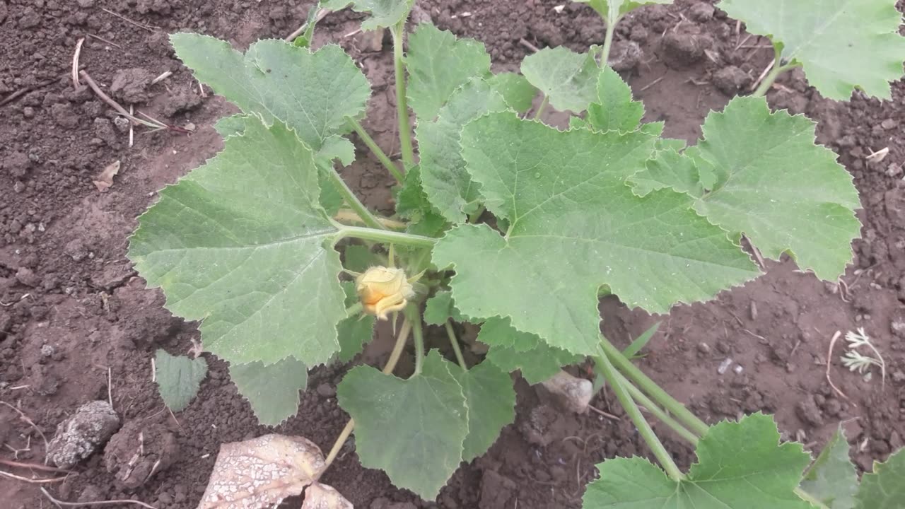 Zucchini will bloom soon