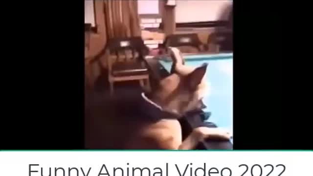 Cats and Dogs Funnies Compilation 2022