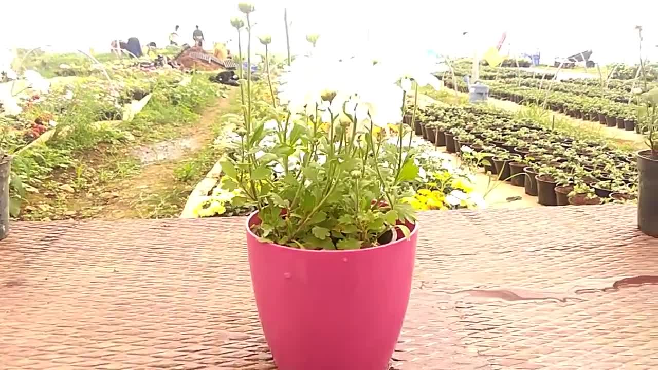 Growing techniques of Chrysanthemums