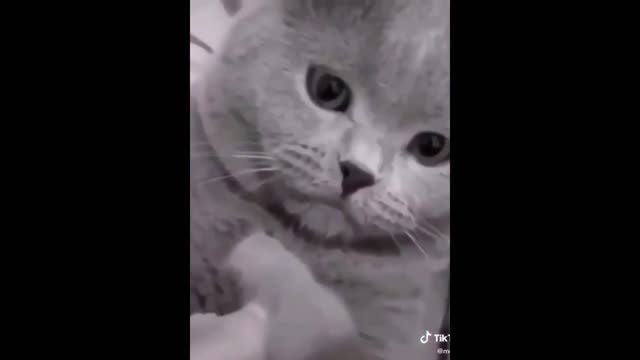 cute and funny pet videos