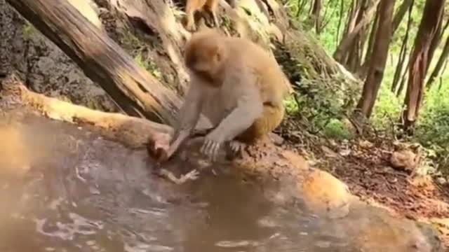 How monkey baby take bath