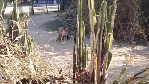Funny Fake Tiger Prank Dog Run Try To Stop Laugh Challenge 2021