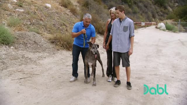 This Powerful Great Dane Drags Its Owners Around | Cesar 911