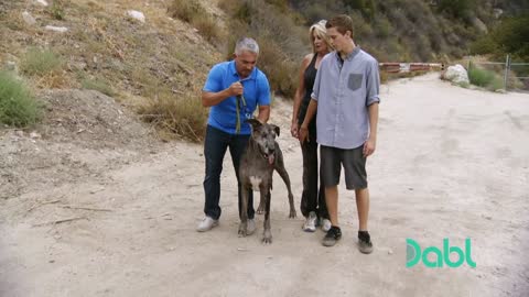This Powerful Great Dane Drags Its Owners Around | Cesar 911