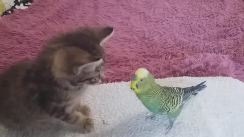 Funny videos