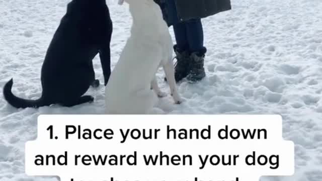 “Touch” is great for dogs who like to jump | Dog Training At Home