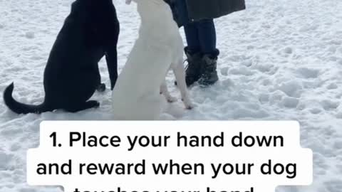 “Touch” is great for dogs who like to jump | Dog Training At Home