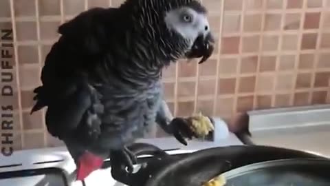 Unseen Hungry Animals #short #funny #funnyanimals