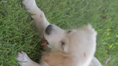 Cute white Puppy !! White Dog