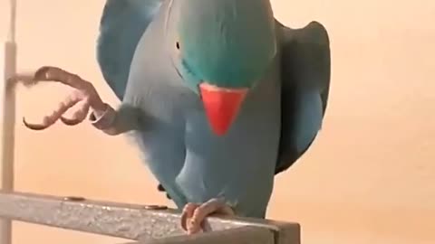 Funny smart bride parrot video❤️❤️