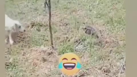 Funny dogs video
