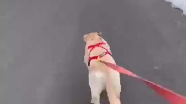Super funny dog videos #1 The animal prank...