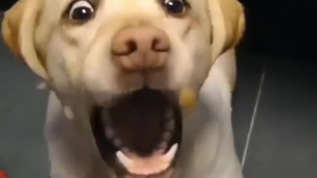 funny dog