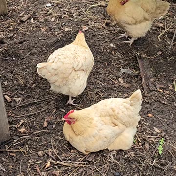 OMC! A relaxing afternoon preening and pecking for three beautiful orpington hens.
