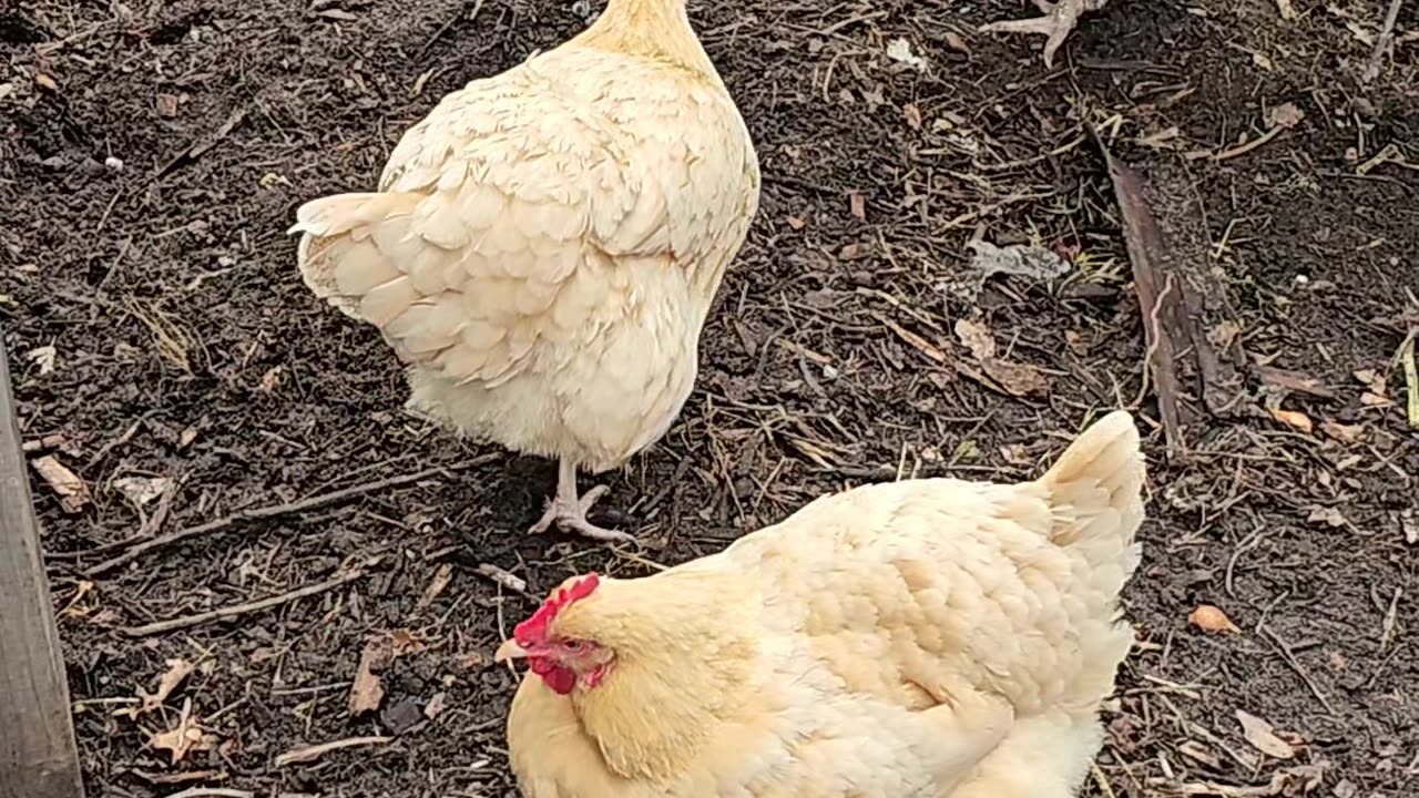 OMC! A relaxing afternoon preening and pecking for three beautiful orpington hens.