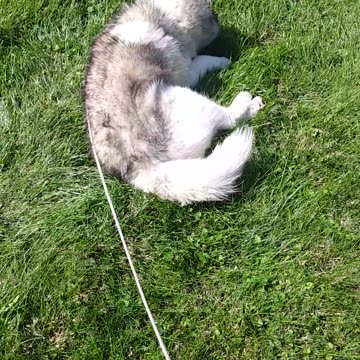 When ya just gotta roll