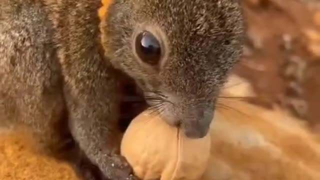 #pet #squirrel #foryou #cute