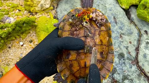 Lucky sea turtle were rescued in time to remove barnacles and the net clinging to the shell