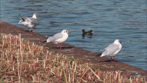 Seagull Gull Seabird Bird Water Feather