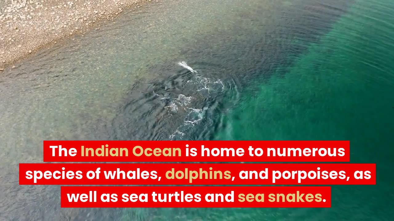 aquatic life of indian ocean