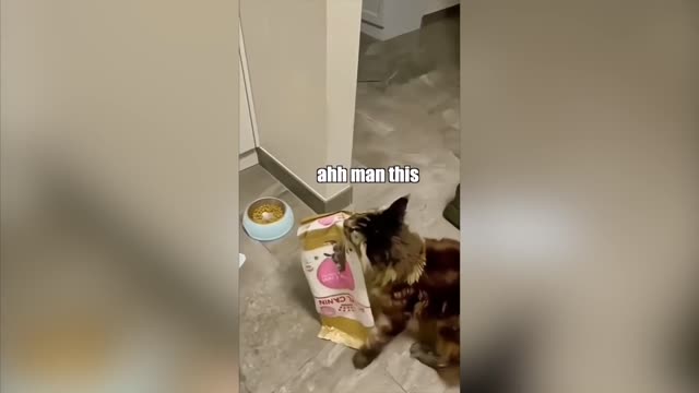 Cat cant get food out of the BAG