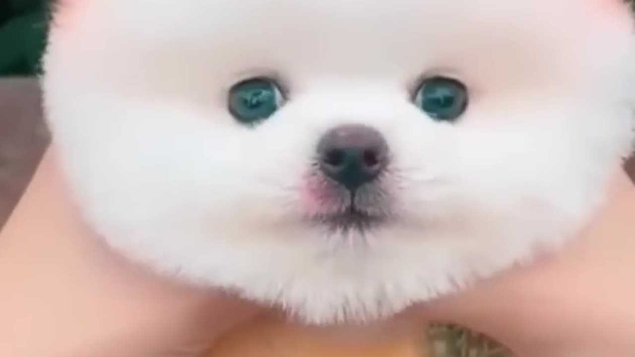 cute pomeranian