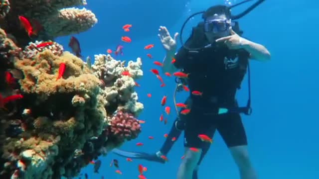 Diving in Egypt