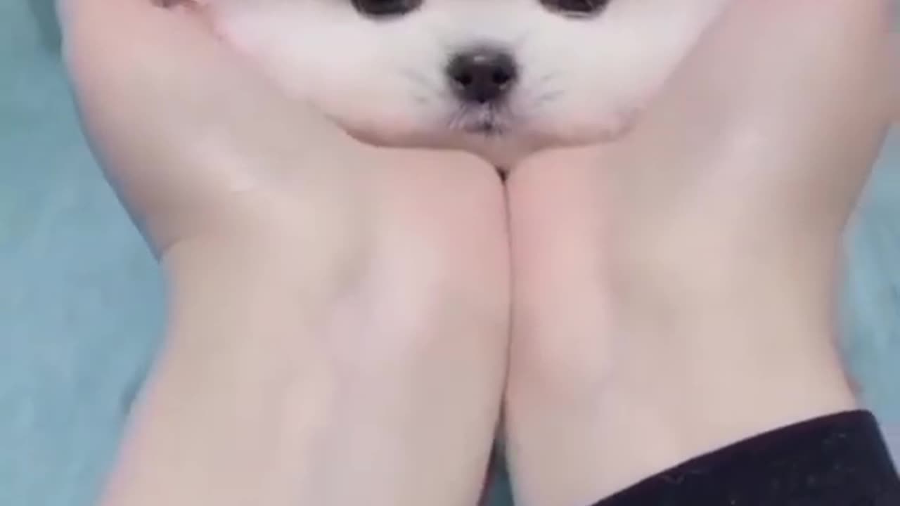 So cute puppy 😍 wow amazing cute puppy baby ❤️
