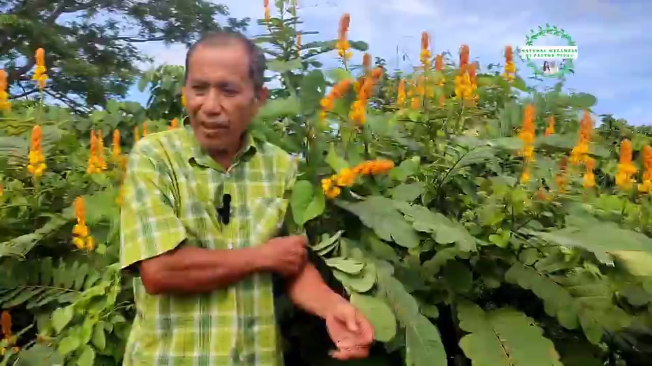 Akapulko hindi lamang para sa balat, pangpadumi at pangpa-ihi rin.