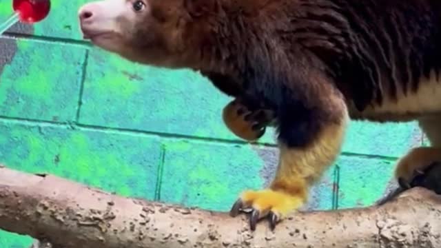 Can you tell me what kind of animal it is?