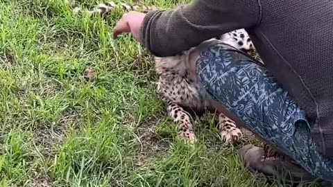 would you pet a cheetah?