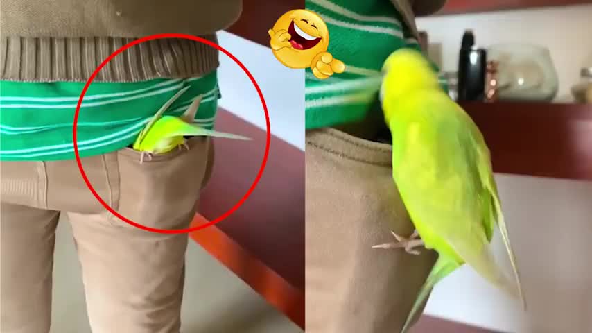 TRY NOT TO LAUGH while watching Funny Birds Video - Funny Bird Compilation😅😂🤣