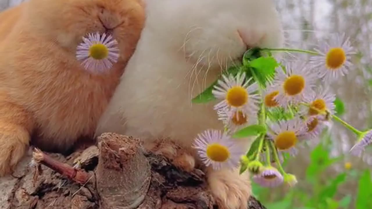 two bunny eating flower