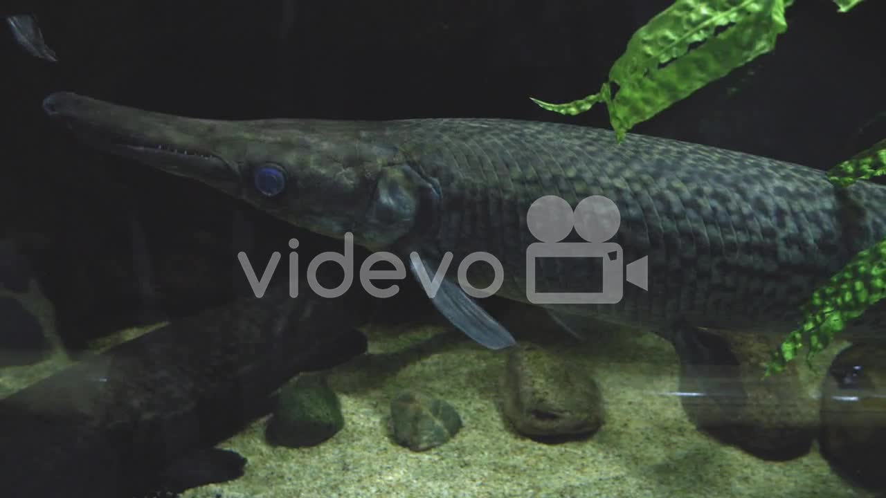 Alligator Gar Swimming In An Aquarium In Gdynia, Poland