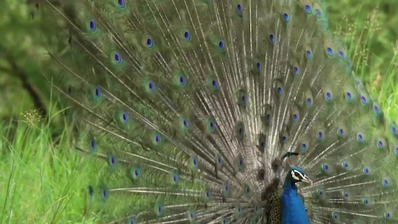 Let's the visuals of nature and wild life