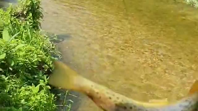 another trouty from today