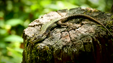 Shallow Focus of Iguana on Tree Stump