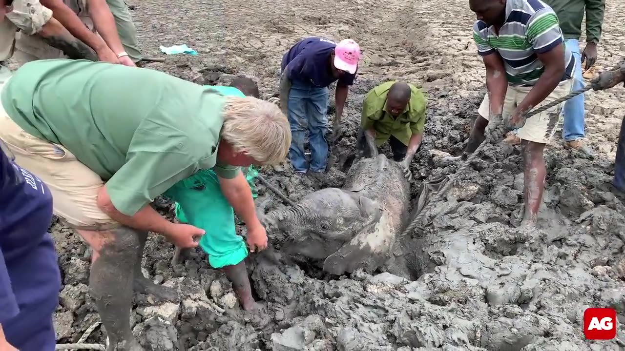 Baby elephants rescued from mud.mp4