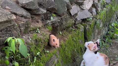 Puppy and cat playing a Beautiful moments