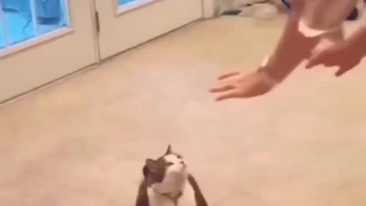 Sending this to EVERYONE who keep saying they hate cats