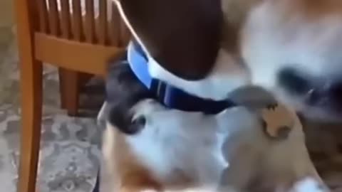 Funny Animals Videos