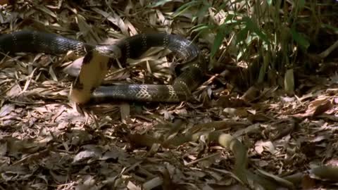 Longest Snake On Earth Eats A Deer Whole Wildest Islands Of Indonesia