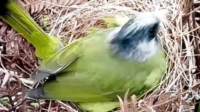 Small baby bird 🐦🕊️ cearing mom