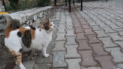 Calico cat wants food from me with her irresistible cute meow