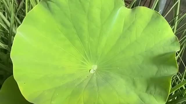 don’t know why lotus leaves are waterproof 🪷
