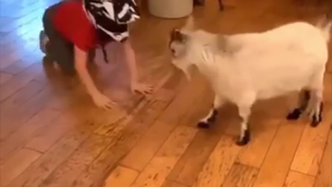 Funny animal