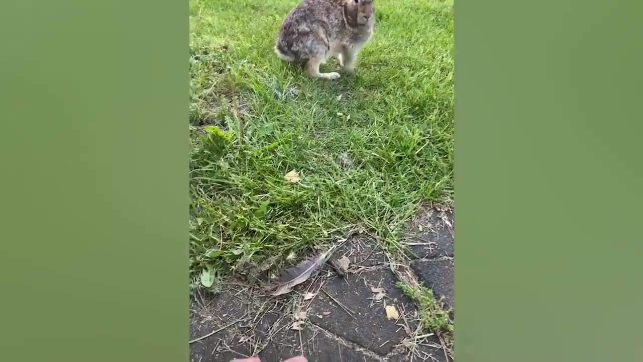 You Laugh You Lose π
The Funniest pet videos of 2024ππ