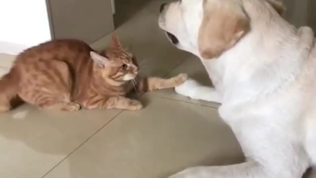 Dog & cat short video 2023#funnytwit#dog videos😀😀# Cats videos😀😀@Funnytwit.