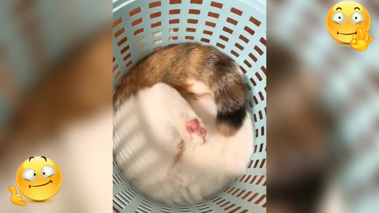 Funny cats try not to laugh