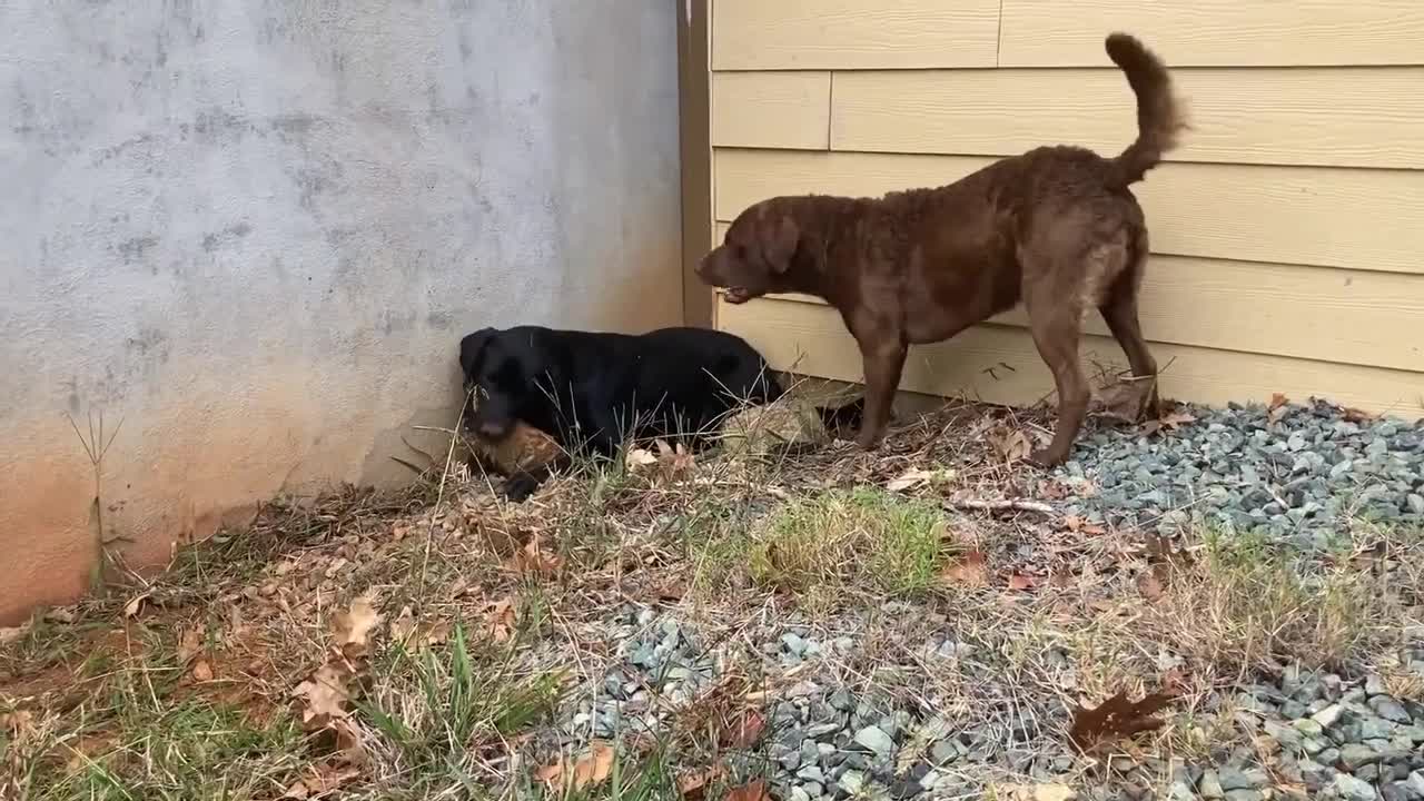 Hilarious Dogs Go Berserk Playing With Giant Rocks